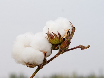 借乙烯调控棉纤维又长又强，有希望了