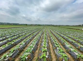 高效能烟草生物反应器构建成功