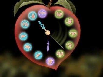 非人灵长类多器官衰老分子图谱公布