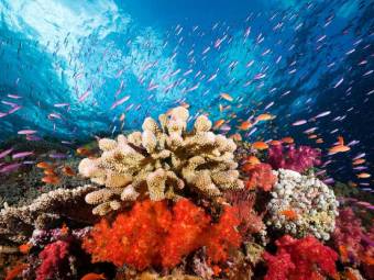 过去，珊瑚礁曾导致地球严重的全球变暖